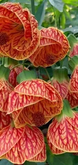 Vibrant red and yellow veined flowers with lush green leaves.