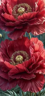 Close-up of vibrant red flowers with detailed petals.