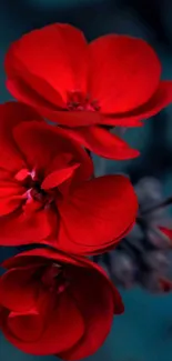 Vibrant red flowers on a dark background, perfect for mobile wallpaper.