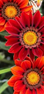 Vibrant red flowers with orange centers