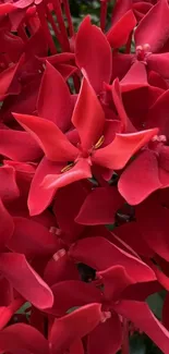 Vibrant red flowers with lush green background.