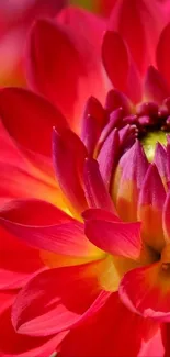 Close-up of a vibrant red flower with petals and blossom details.