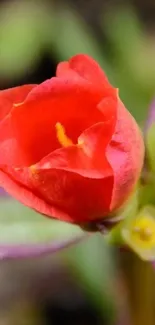 Vibrant red flower bloom with green leaves in natural setting.