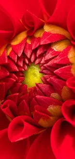 Closeup of a red flower with vibrant petals.