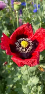 Close-up of a vibrant red poppy flower in a garden.