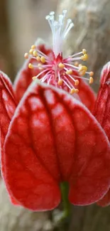 Close-up of a vibrant red flower with intricate stamen and detailed petals.