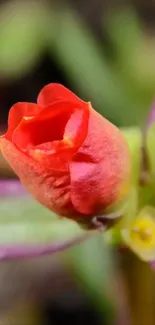 Close-up view of a vibrant red flower with delicate petals.