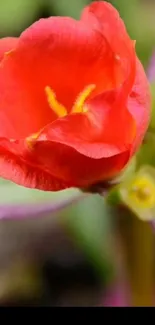 Close-up of a vibrant red flower with detailed petals.