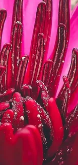 Vibrant close-up of a red flower with dew.