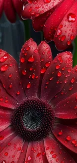 Closeup of red flower with water droplets.