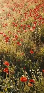 A field of vibrant red poppies under golden sunlight.