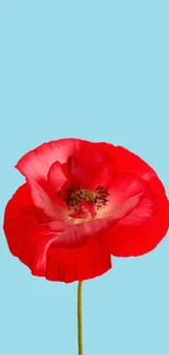 Bright red flower on light blue background wallpaper.