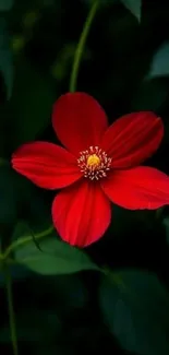 Red flower with lush green background.