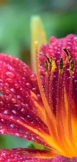 Red flower with dewdrops, vibrant mobile wallpaper.