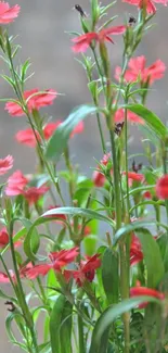 Vibrant red flowers with lush green leaves on a blurred background.