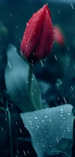 Vibrant red flower with dewdrops on a dark green background.