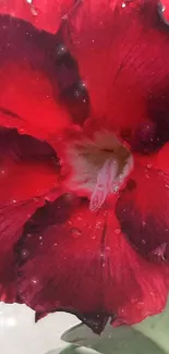 Vibrant red flower with green leaves background.