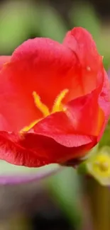 Vibrant red flower blooming with vivid petals.