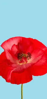 Vibrant red flower with sky blue background wallpaper.