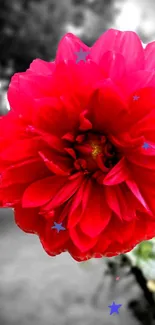 Vibrant red flower with vivid petals on a soft background.