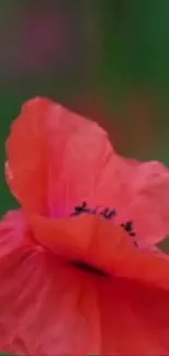 Vibrant red poppy flower against green background.