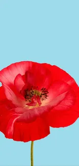 Red flower with sky blue background wallpaper.