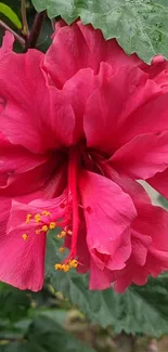 Vibrant red hibiscus flower with green leaves.