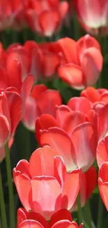 Vibrant red tulips in full bloom, creating a stunning floral phone wallpaper.