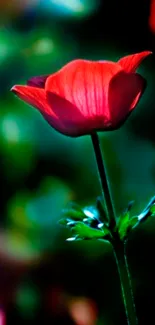 A vibrant red flower stands out against a blurred green background.