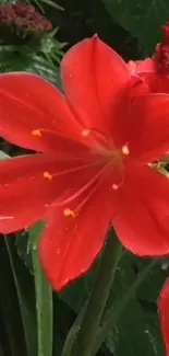 Close-up of a vibrant red flower with lush green leaves.