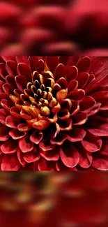 Close-up of a vibrant red flower with detailed petals.