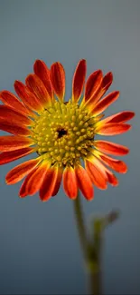 Close-up of a vibrant red flower against a gray background.