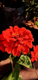 Vibrant red flowers blooming against a natural background.