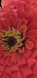 Close-up of a vibrant red flower with detailed petals and rich colors.