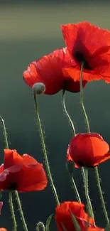 Red poppy flowers against a green blurred background.