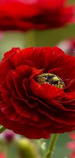 Vibrant red flower with green background.