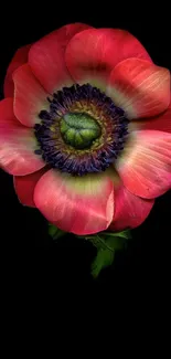 Vibrant red flower with black background on wallpaper.