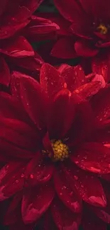 Close-up of vibrant red flowers with droplets on petals.