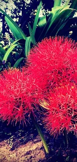 Vibrant red flowers with green leaves in a lush garden setting.