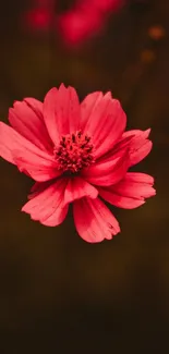 Bright red flower against a dark background wallpaper.