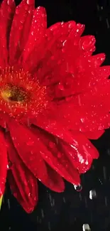 Close-up of a vibrant red flower with raindrops on petals against a dark background.