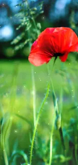 Vibrant red flower against lush green.