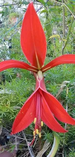 A vibrant red flower with lush green leaves in the background.