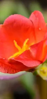 Vibrant red flower with detailed petals and yellow center on green backdrop.