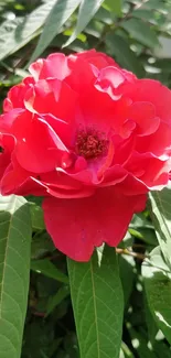 Vibrant red flower with green leaves in natural sunlight.