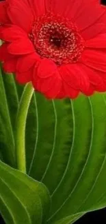 Vibrant red flower with green leaves on black background.