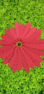 Red flower on lush green leaves wallpaper.