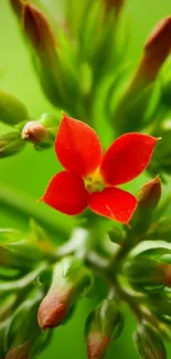 Close-up of a red flower with green buds.