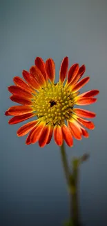 Red flower with vibrant petals against a blue gray background.