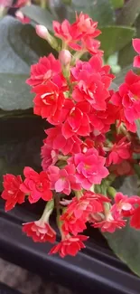 Vibrant red flowers with green leaves in background.